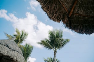 palm trees and thatched umbrellas against a blue sky
