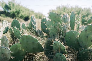 un grand groupe de plantes de cactus dans un champ