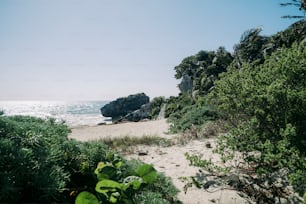 una playa de arena rodeada de árboles y arbustos