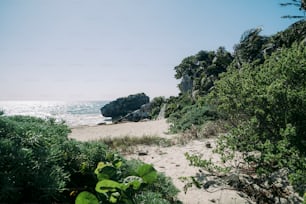 a sandy beach surrounded by trees and bushes