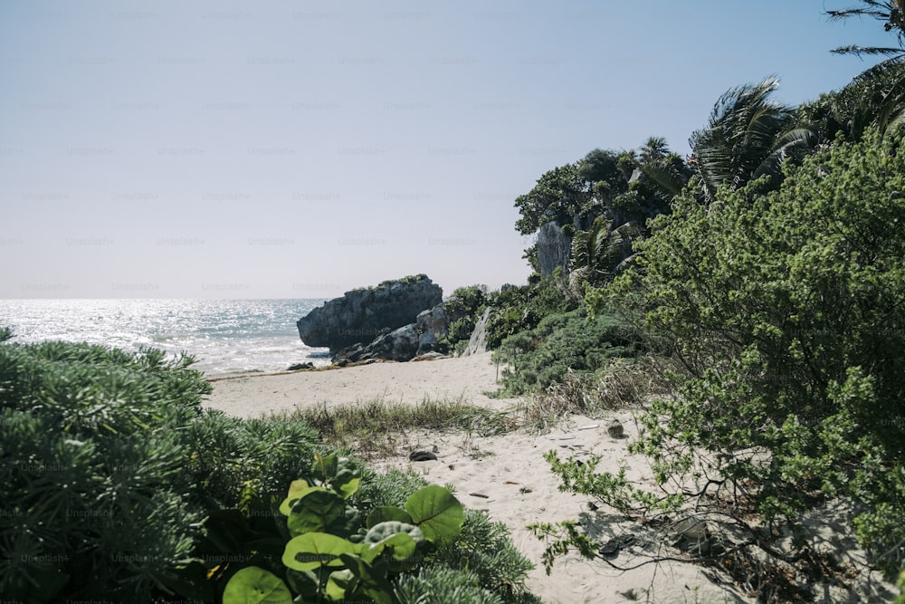una spiaggia sabbiosa circondata da alberi e cespugli
