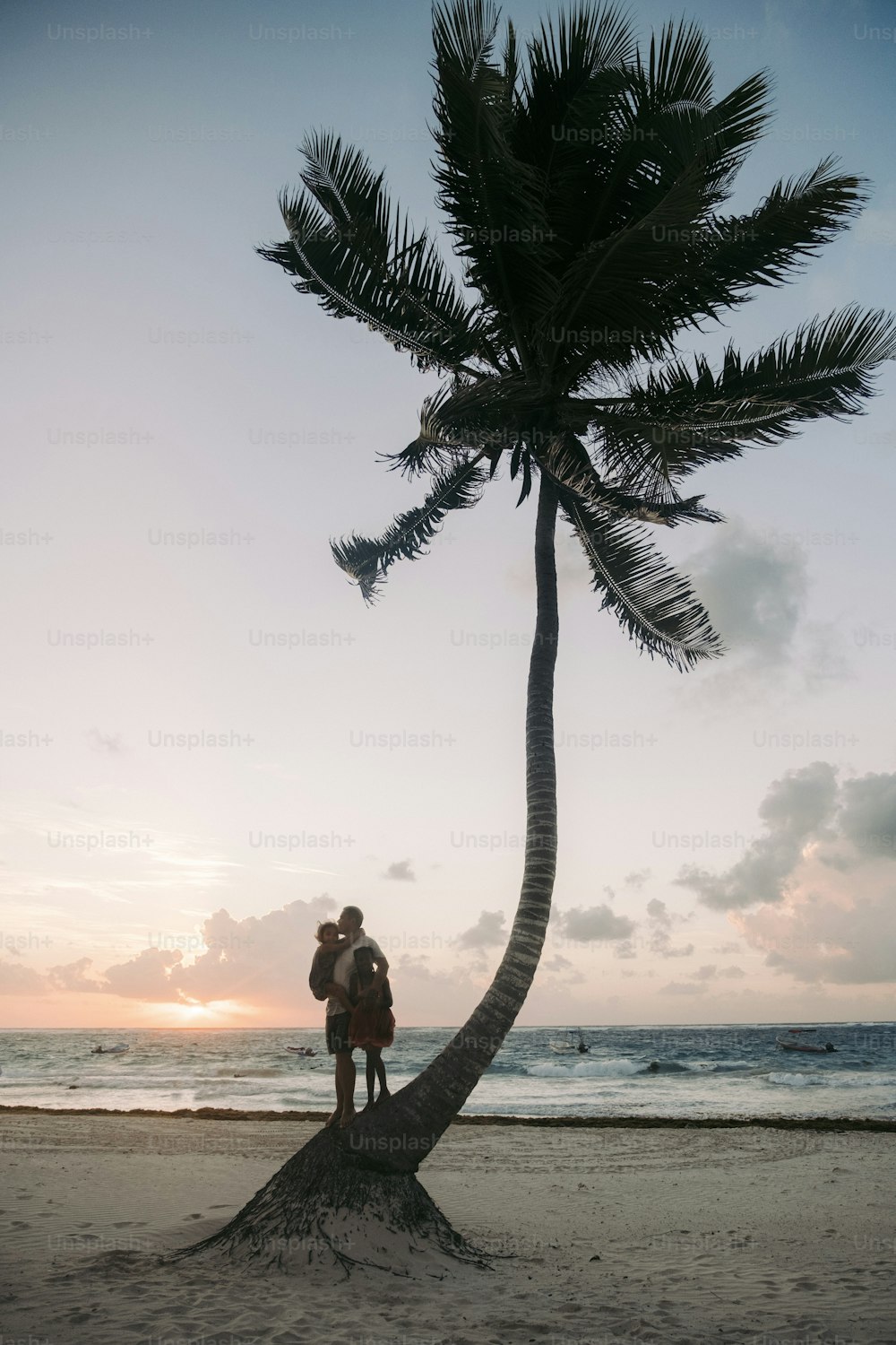 Un hombre parado en la cima de una palmera junto al océano