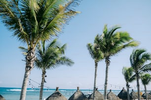Une rangée de palmiers au bord de l’océan