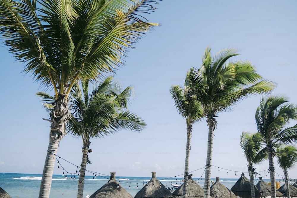 Eine Reihe von Palmen neben dem Meer