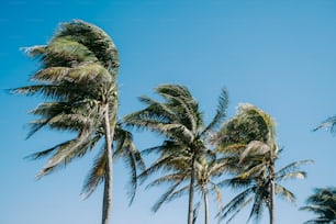 a group of palm trees blowing in the wind