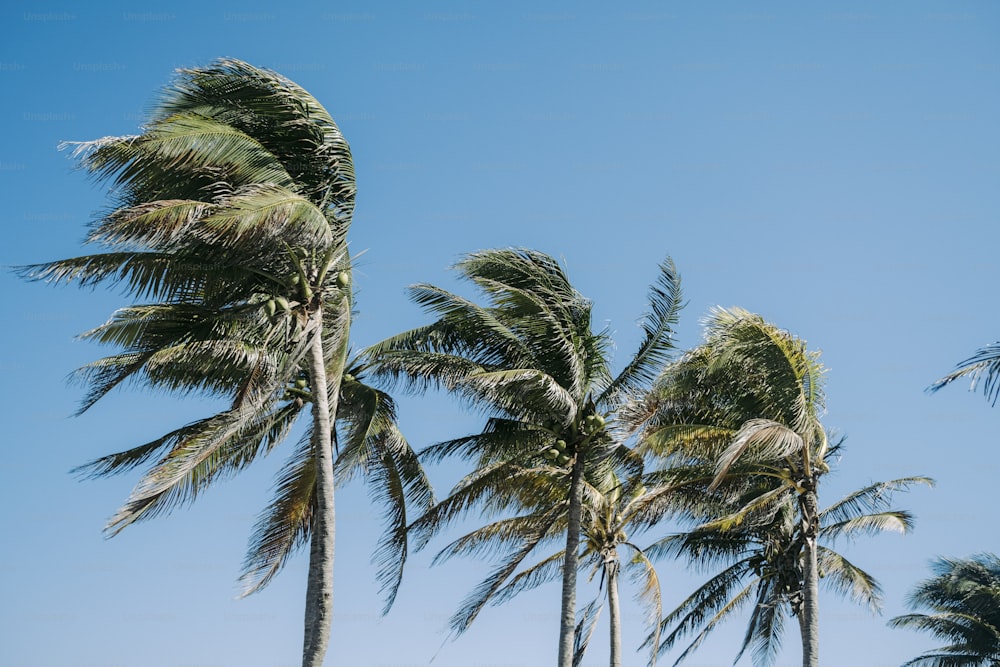 a group of palm trees blowing in the wind