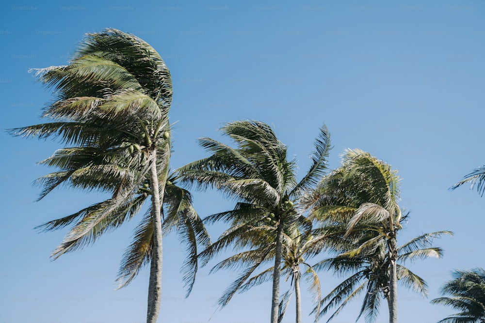 Eine Gruppe Palmen weht im Wind