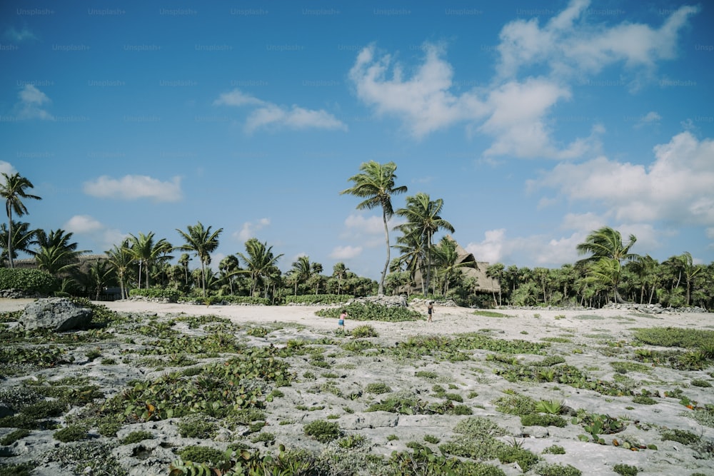 uma praia de areia rodeada por palmeiras e vegetação
