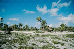 ein Sandstrand umgeben von Palmen und Vegetation