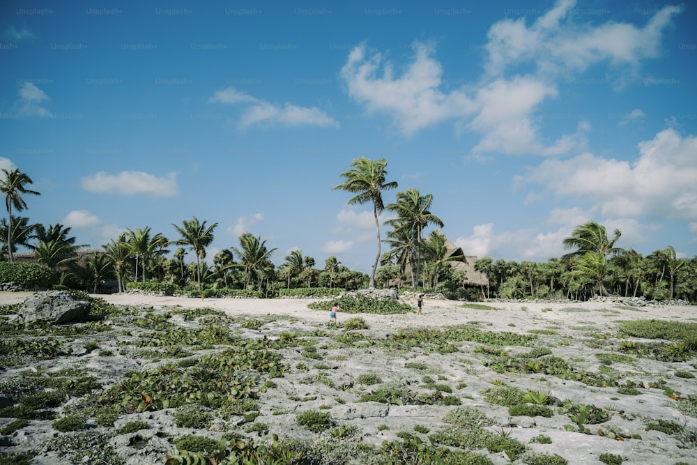a sandy beach surrounded by palm trees and vegetation
