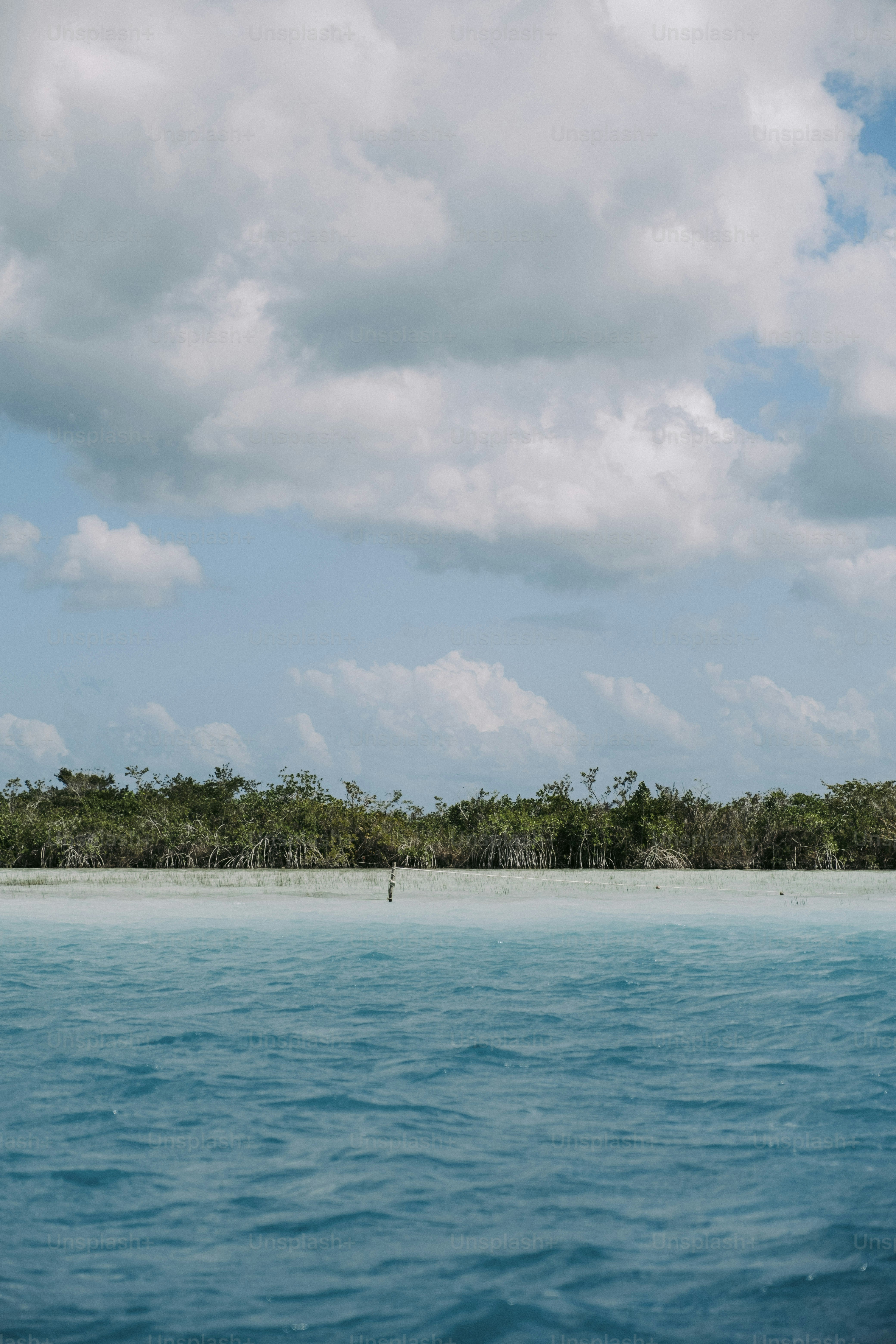 a body of water with trees in the background