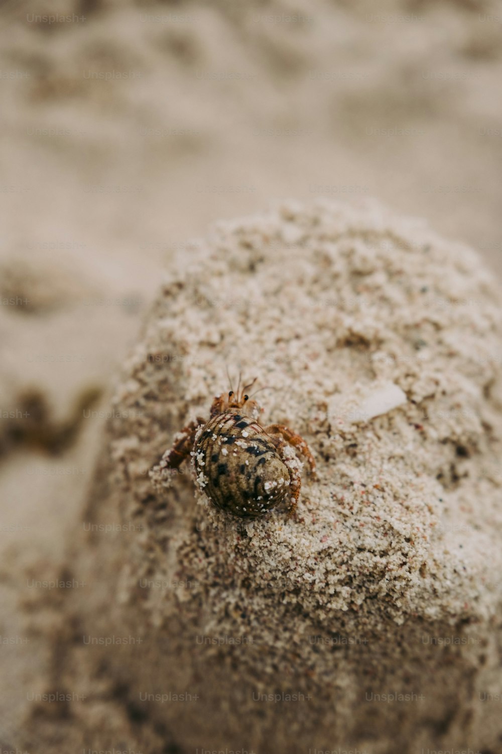 Un ragno che striscia nella sabbia su una spiaggia