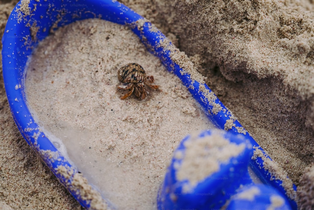 a small spider crawling in the sand in a blue plastic container