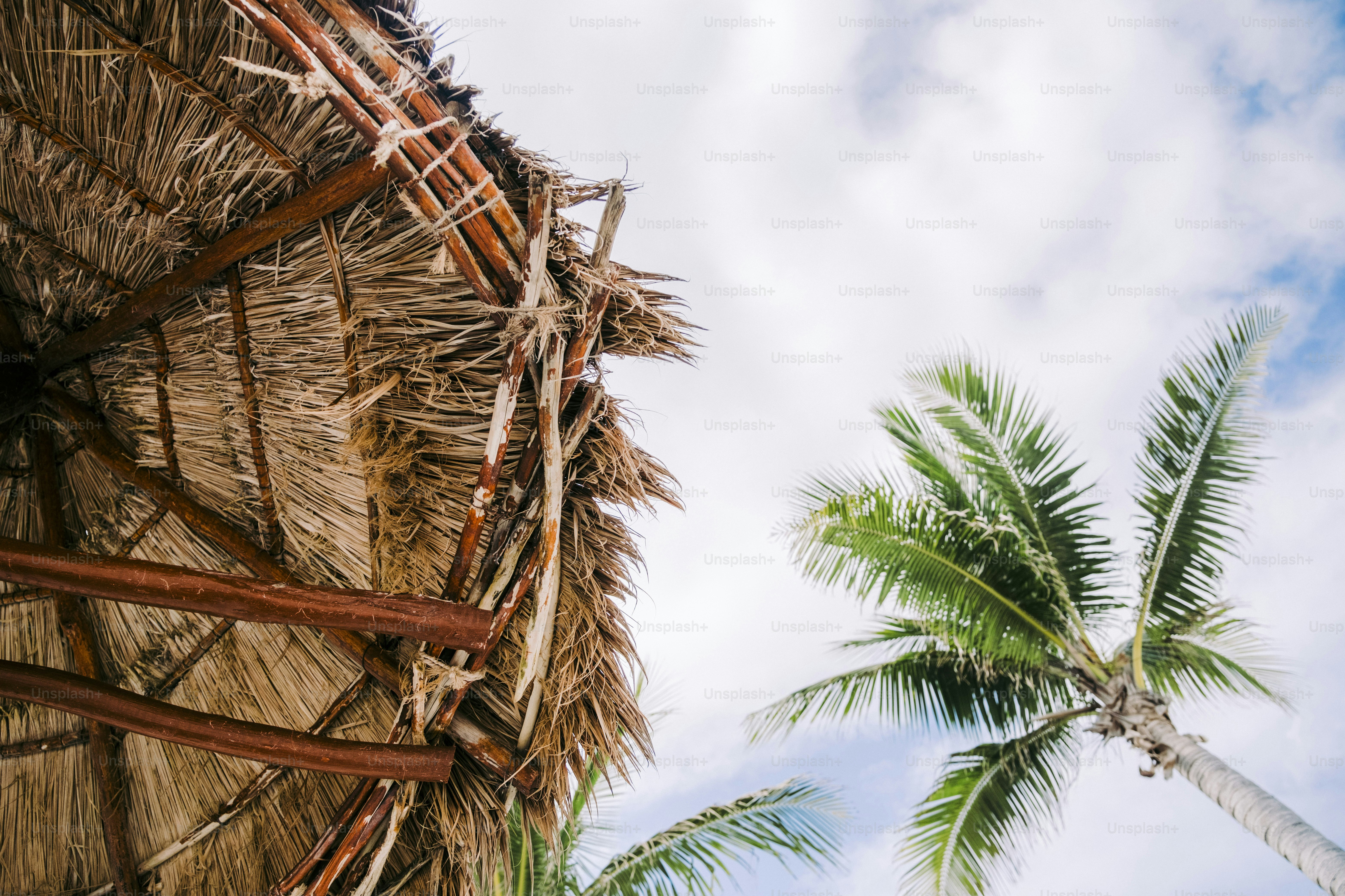una palmera junto a una choza de paja