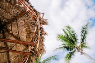 Un palmier à côté d’une cabane de paille