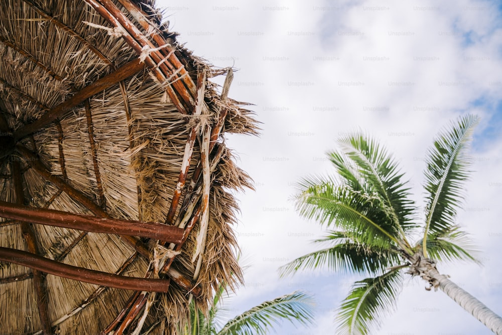 a palm tree next to a straw hut
