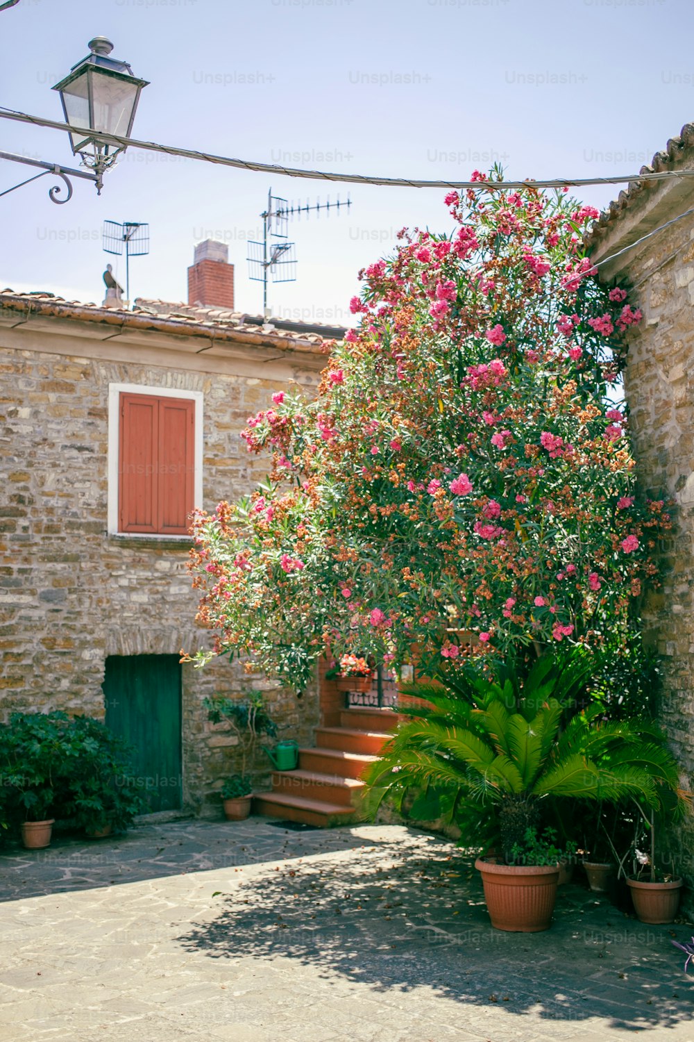 a tree with pink flowers in front of a house