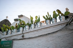 a row of cactus plants on top of a building