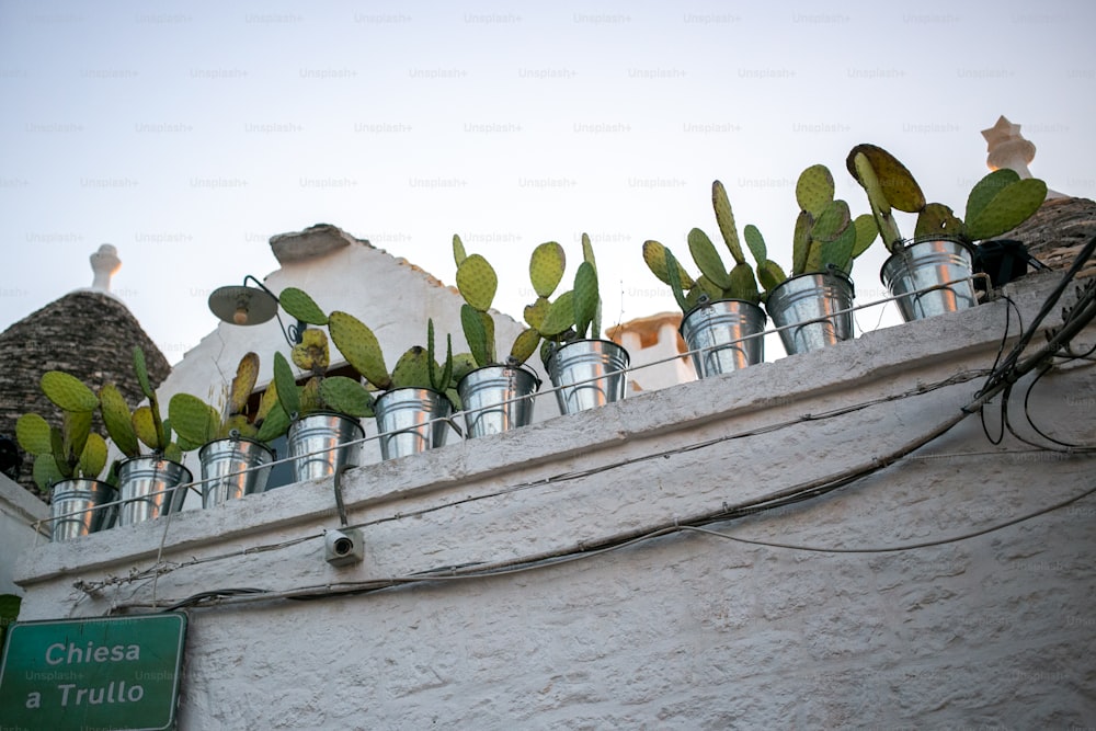 a row of cactus plants on top of a building