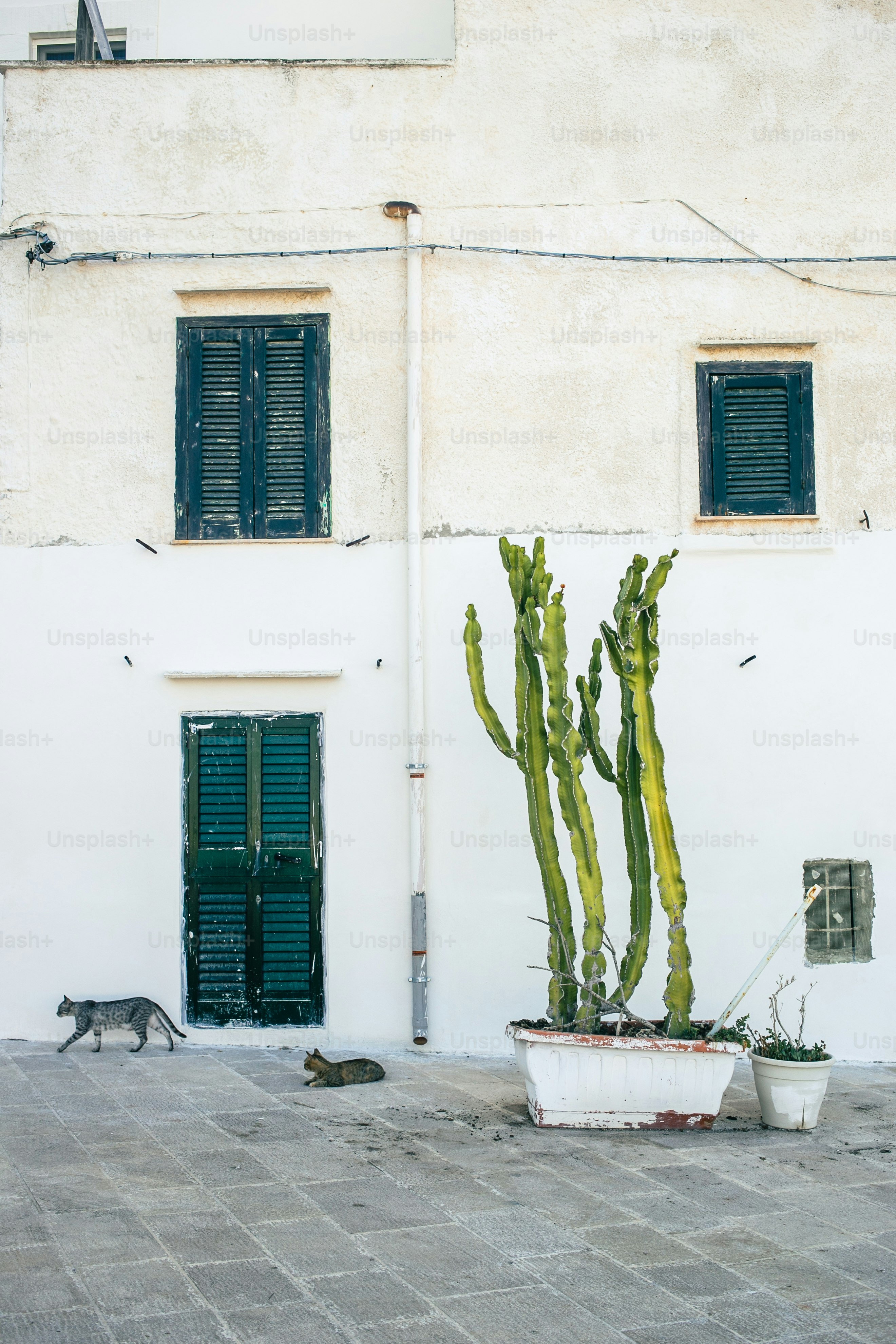 Ein großer Kaktus in einem Topf neben einem Gebäude Foto – Bild zum ...