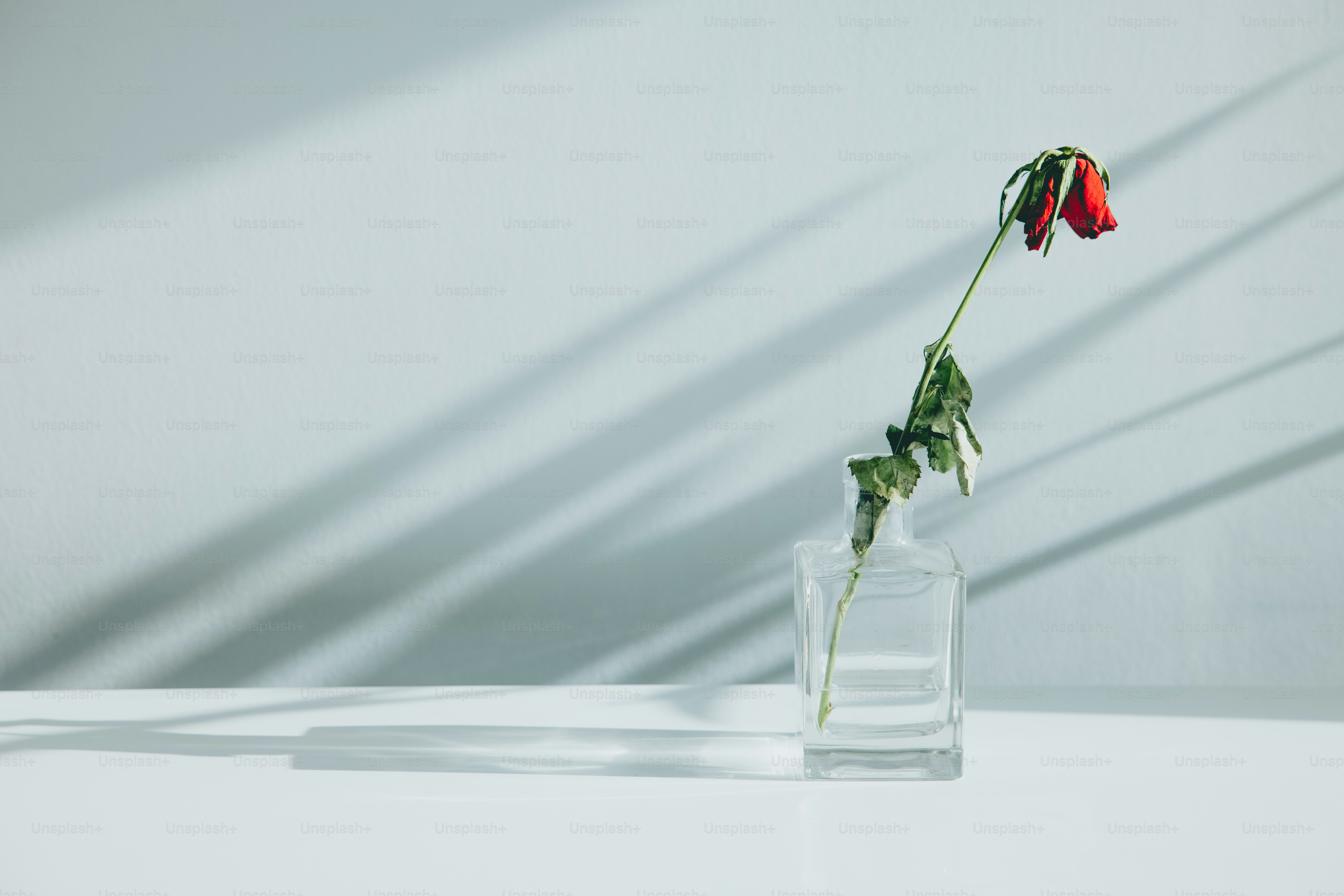 a single flower in a glass vase on a table