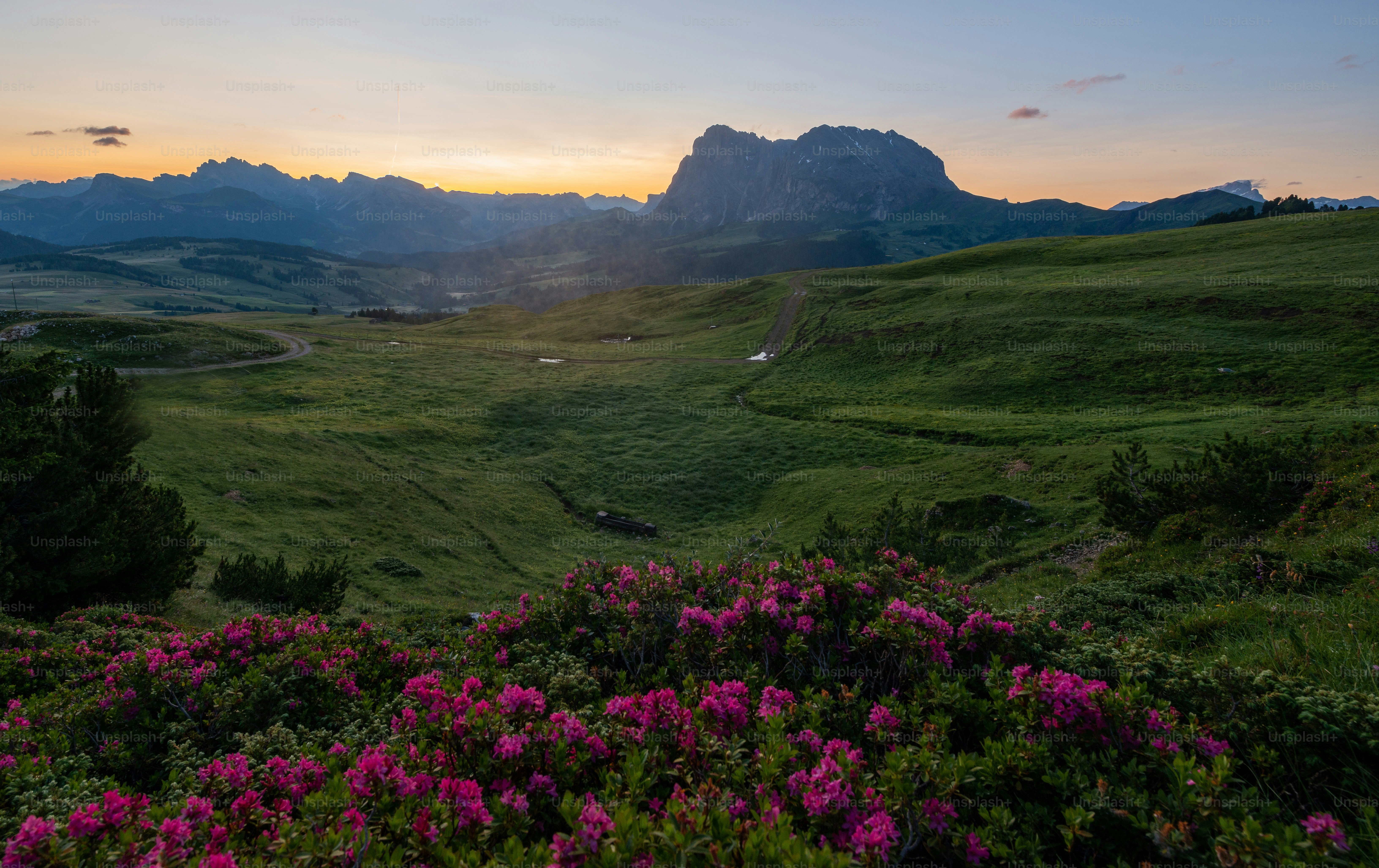 Un champ herbeux avec des fleurs et des montagnes en arrière-plan photo ...