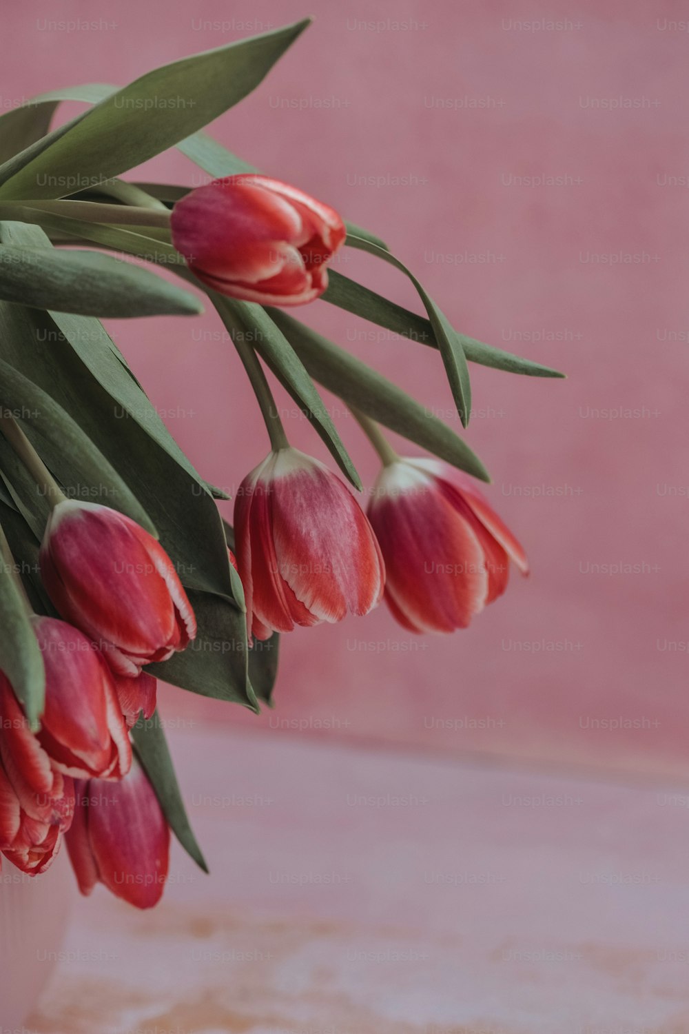 a bouquet of red tulips in a white vase