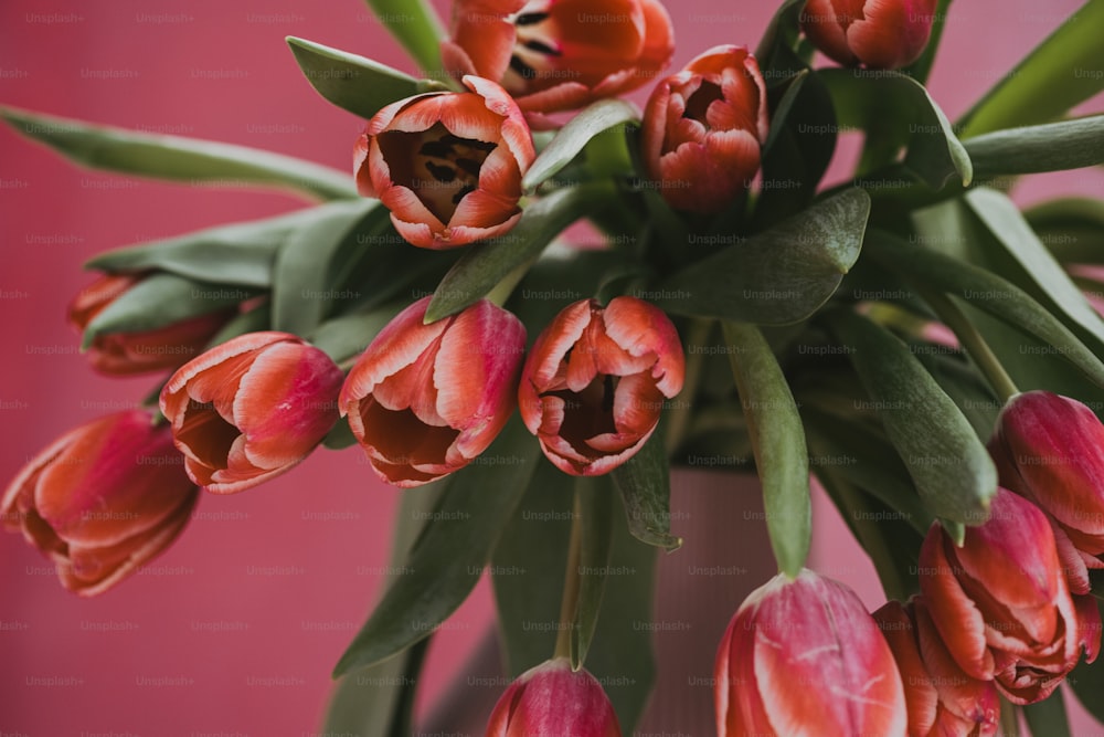 a bunch of red tulips are in a vase