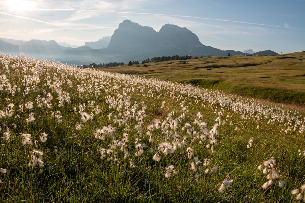 um campo de flores silvestres com montanhas no fundo