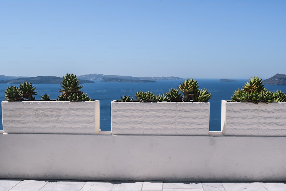 a couple of plants that are sitting on a wall