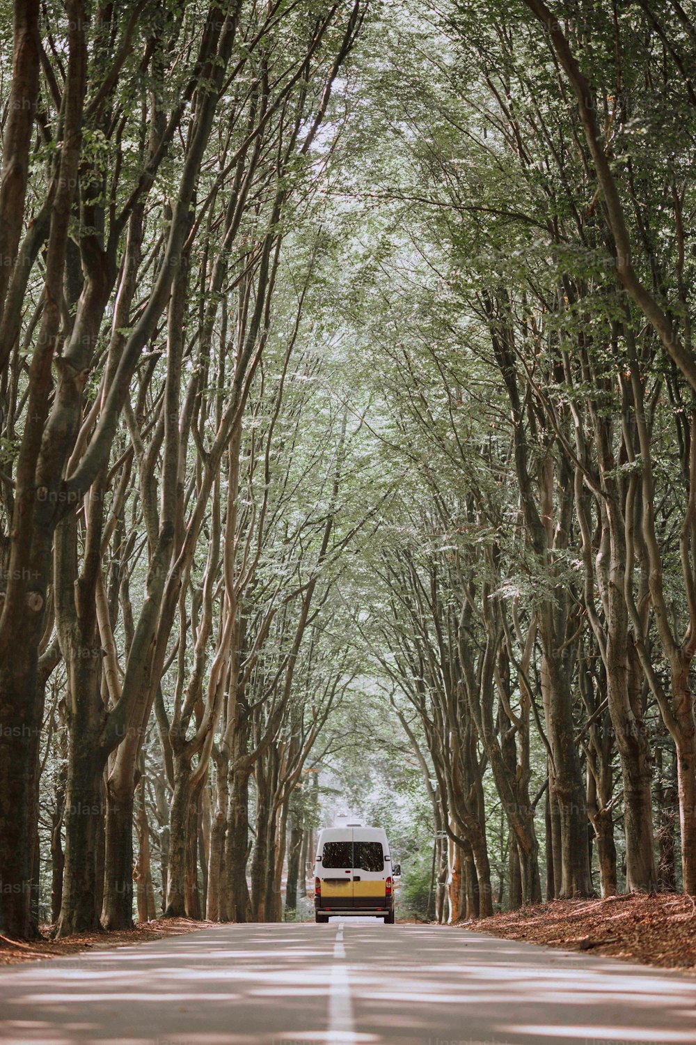 a van driving down a tree lined road