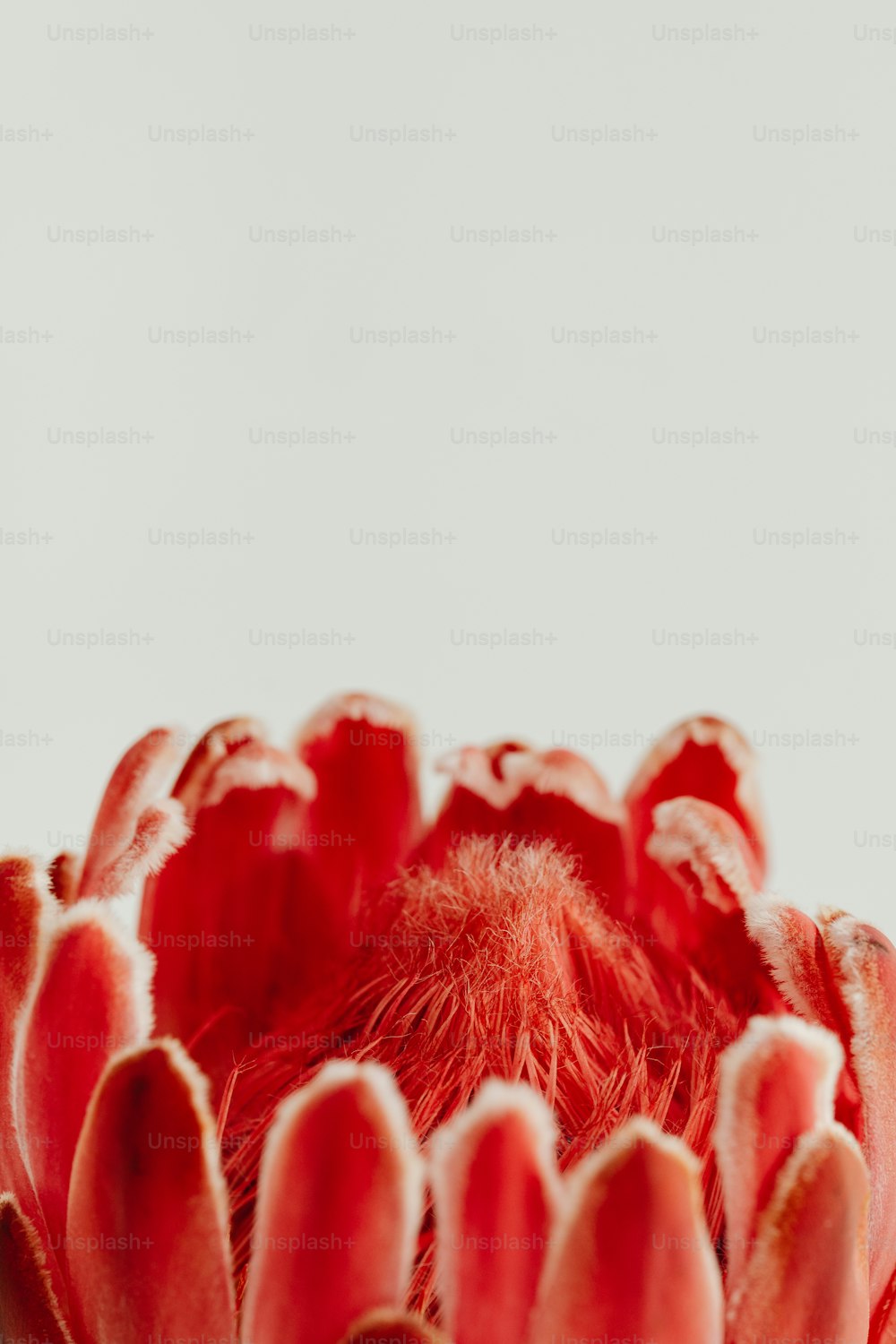 um close up de uma flor vermelha em um fundo branco