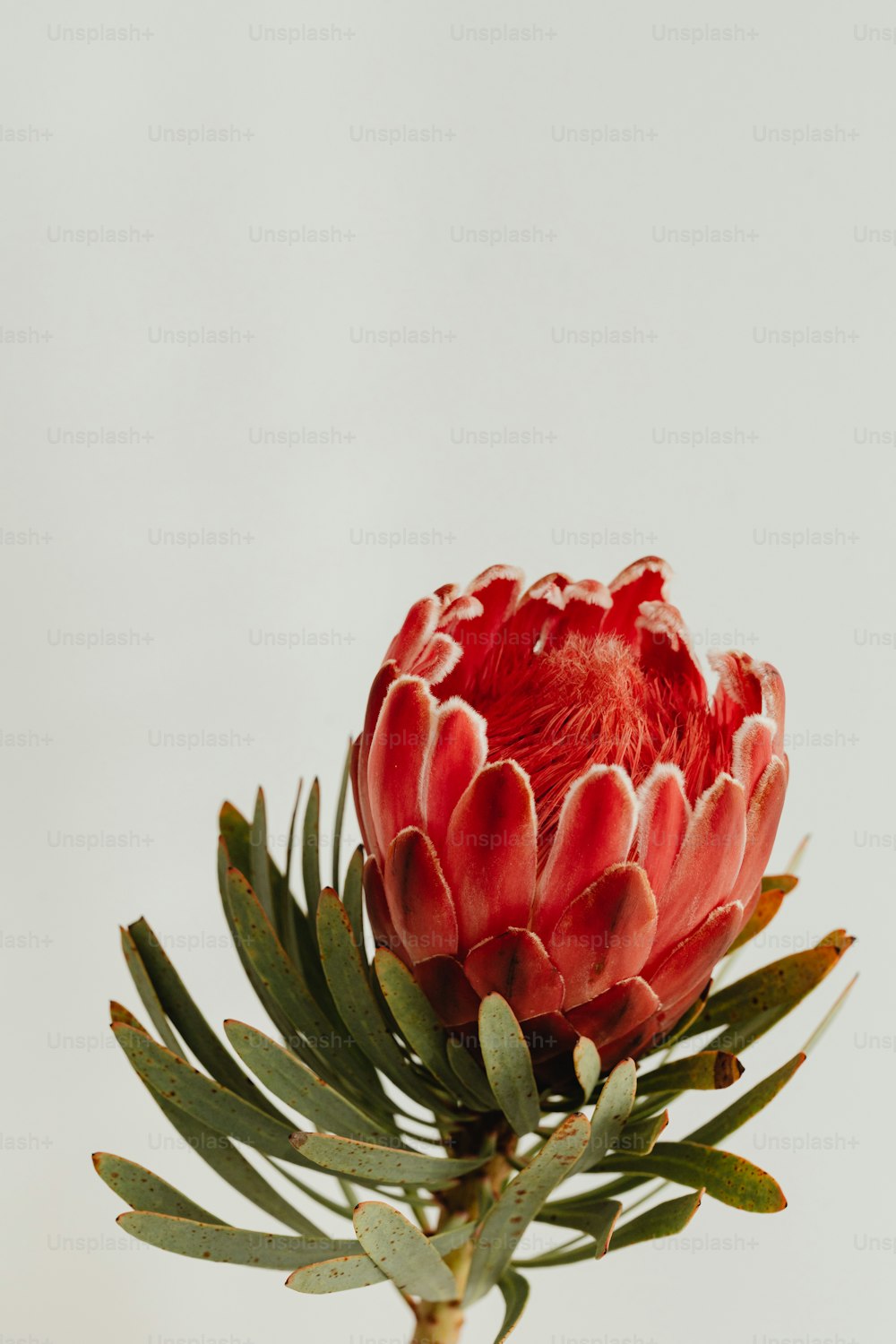 une fleur rouge avec des feuilles vertes dans un vase