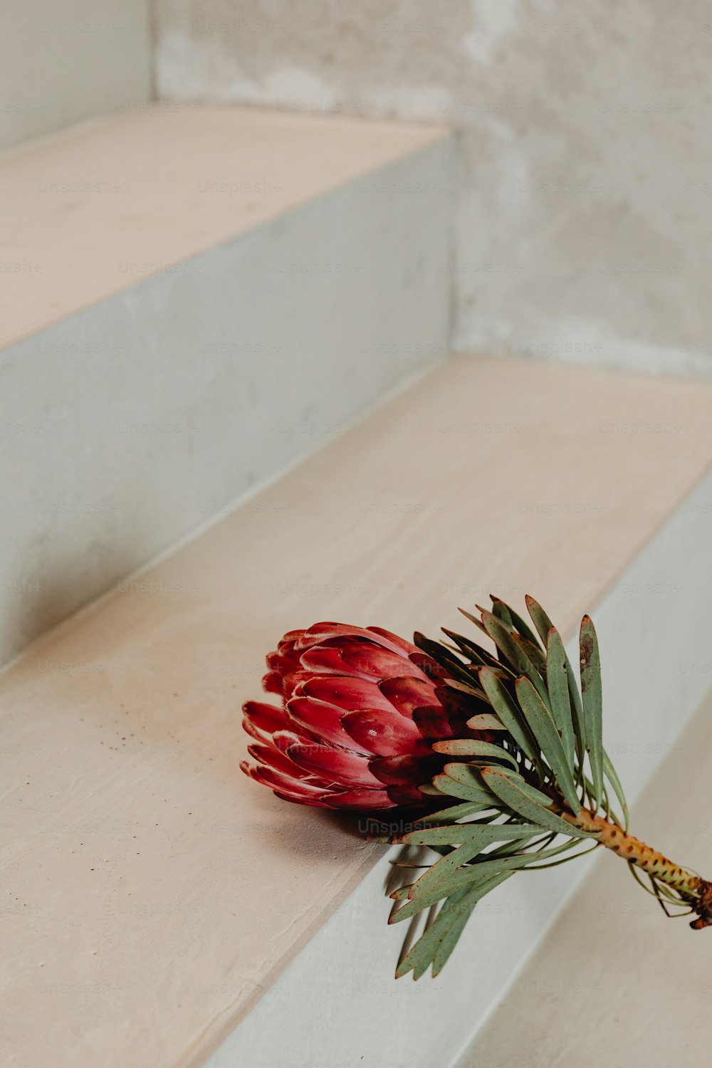 a red flower sitting on top of a wooden bench