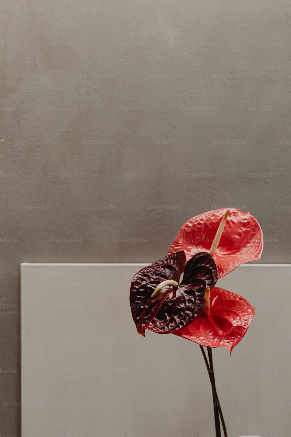 uma flor vermelha em um vaso branco em uma mesa