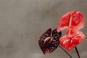 a red and a purple flower in a vase