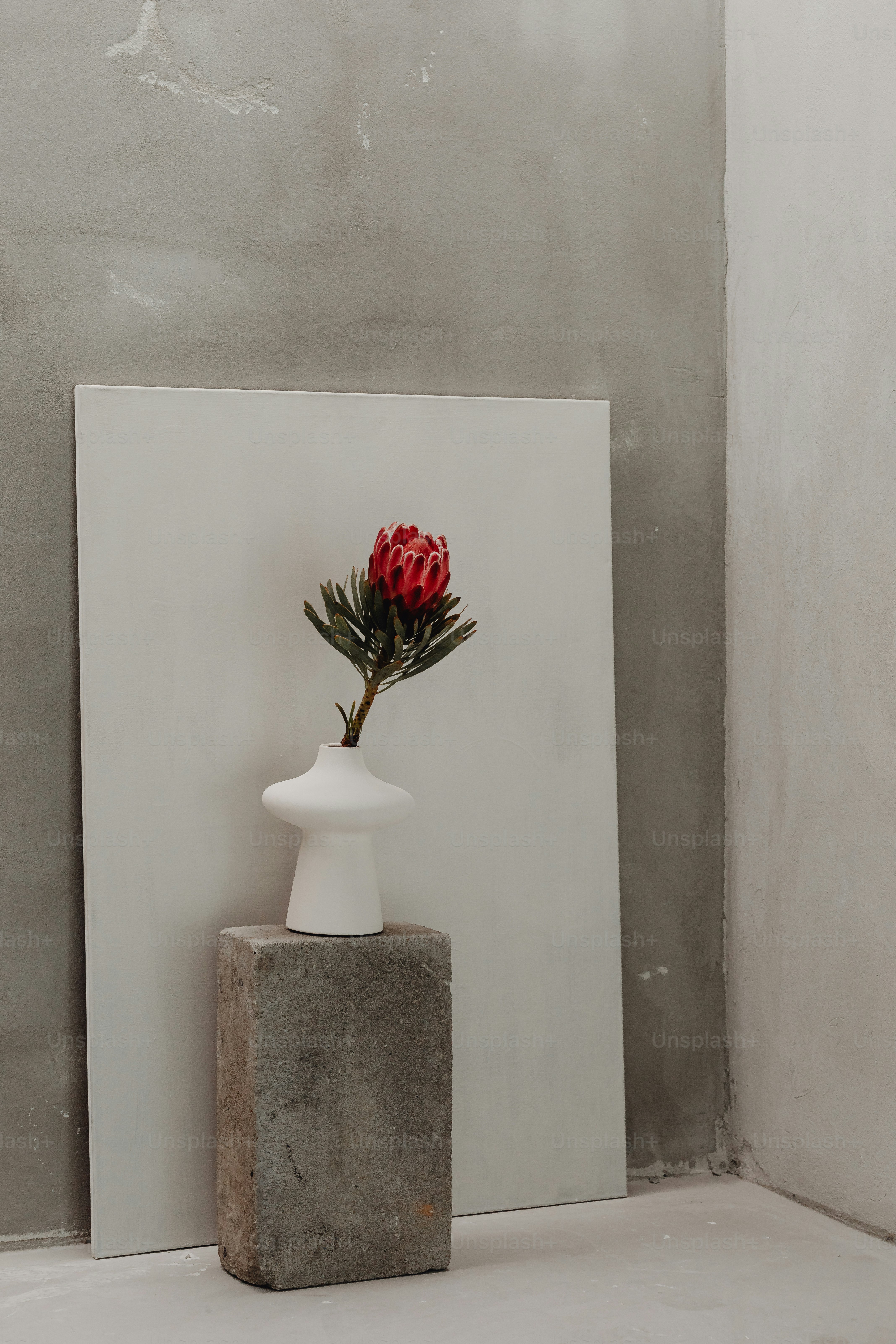 Flower Concrete Pictures | Download Free Images on Unsplash