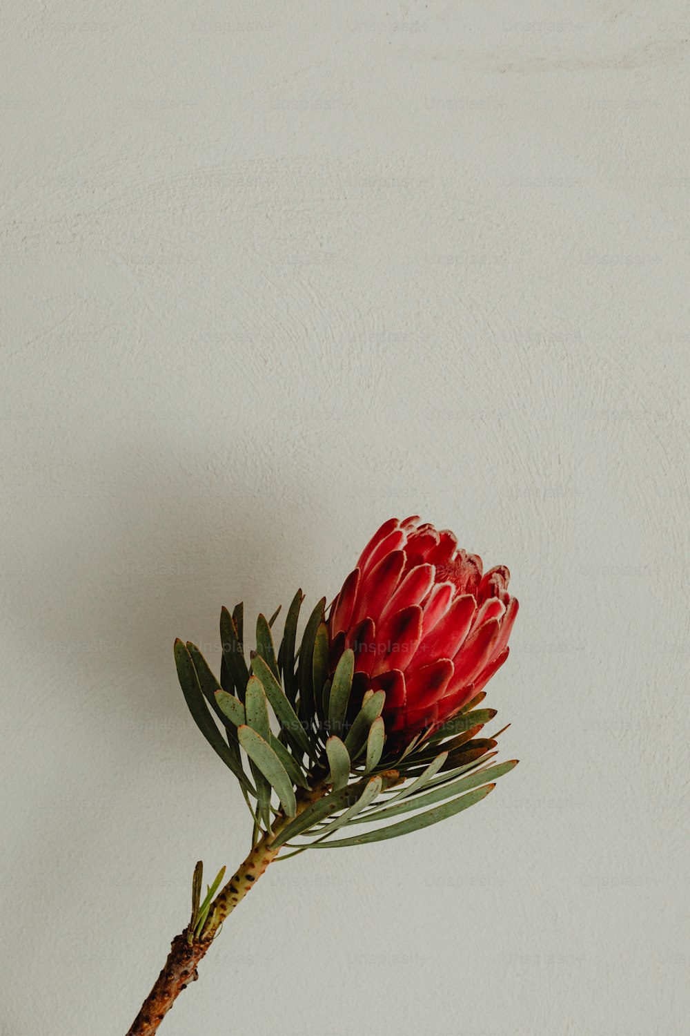 a single red flower on a stem against a white wall