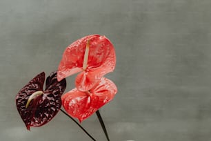 Deux fleurs rouges et noires dans un vase