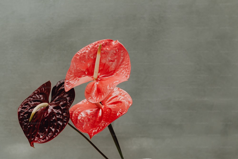 two red and black flowers in a vase