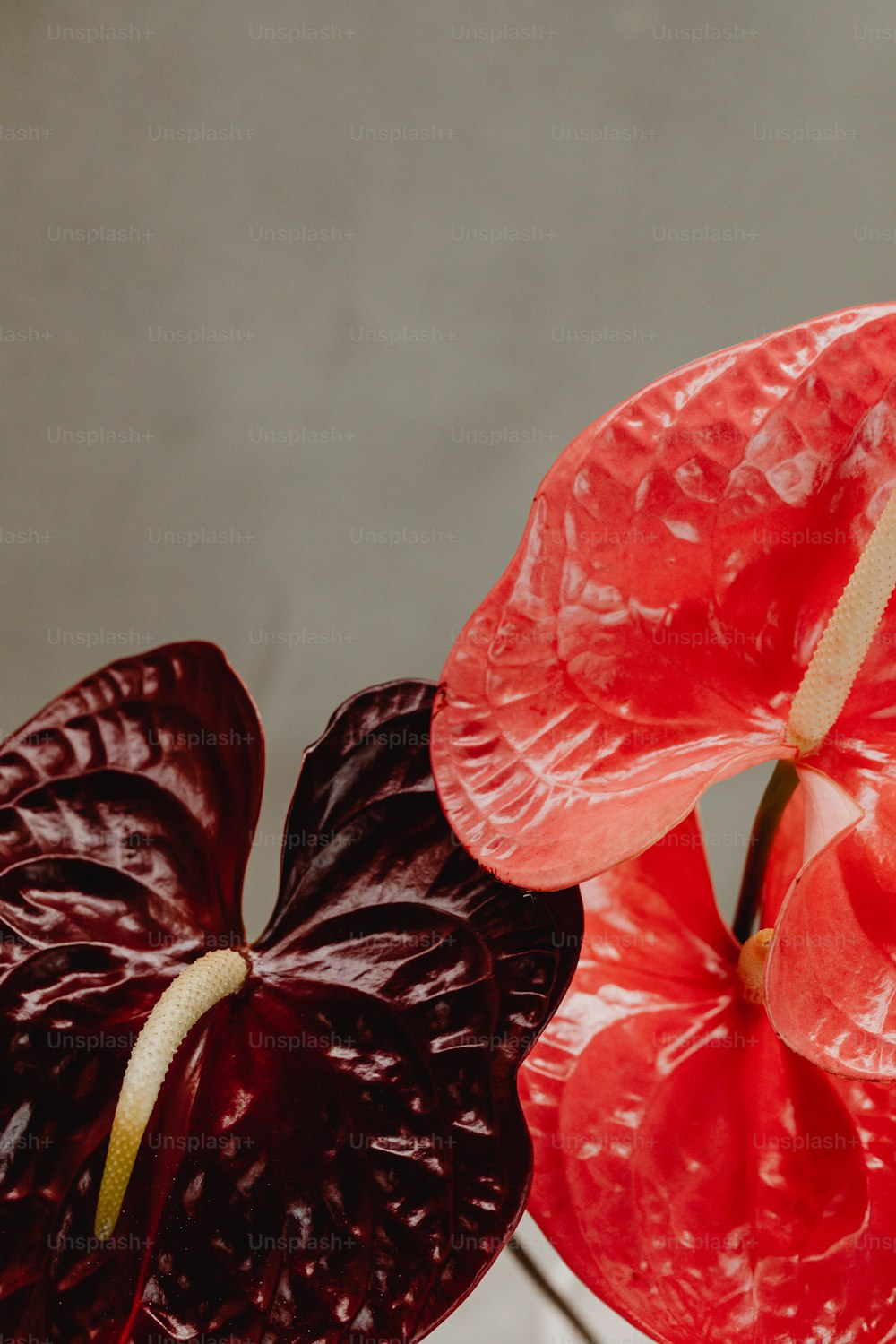 two red and one black flowers in a vase