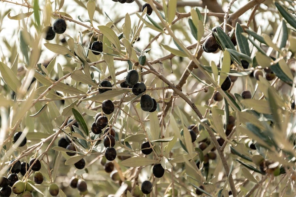 uma oliveira com muitas azeitonas crescendo nela