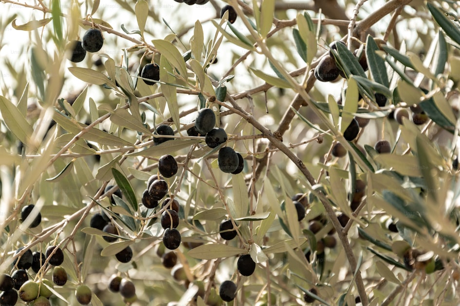 Albero di ulivo carico di olive in un uliveto mediterraneo