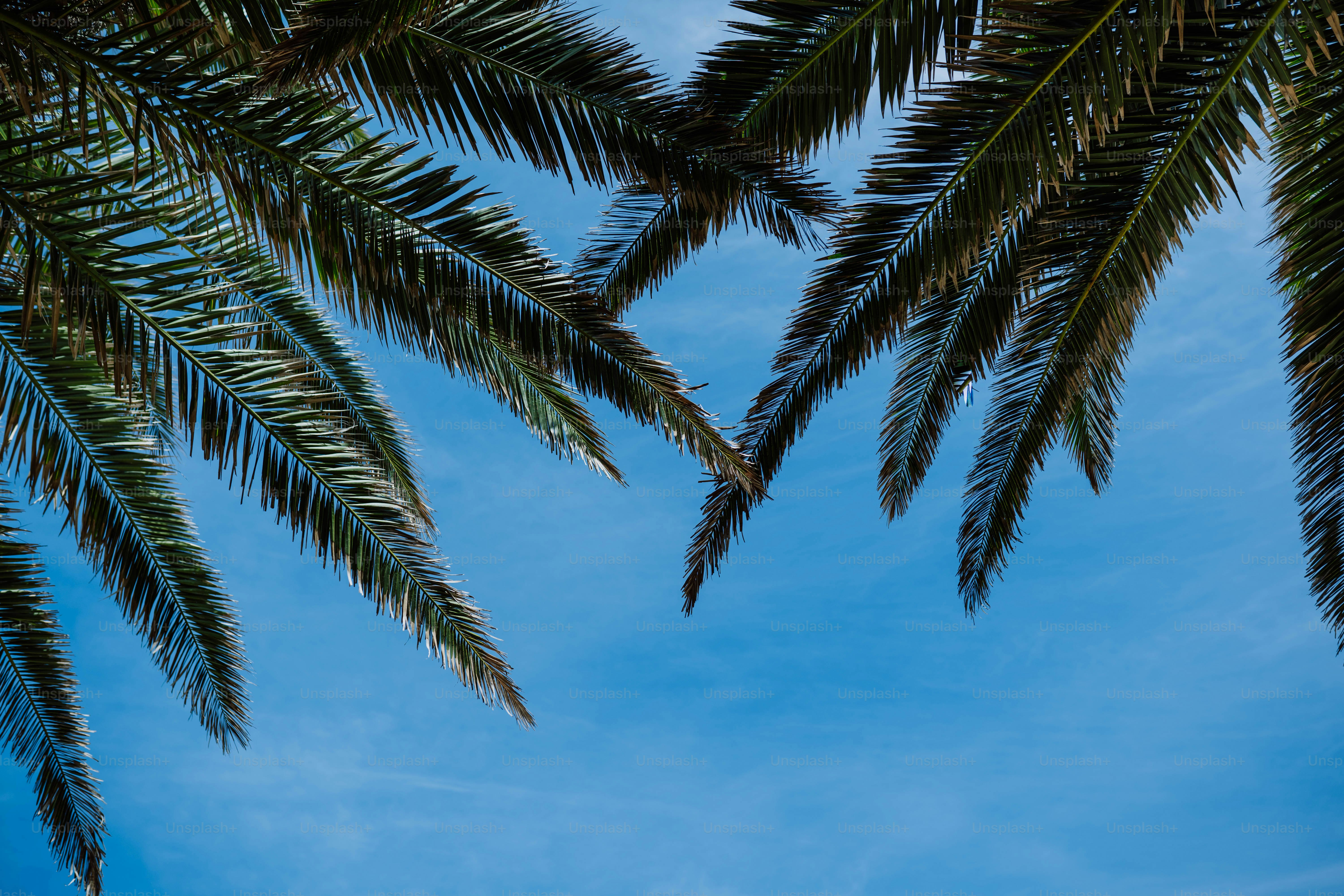 a palm tree with a blue sky in the background