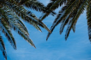 a palm tree with a blue sky in the background