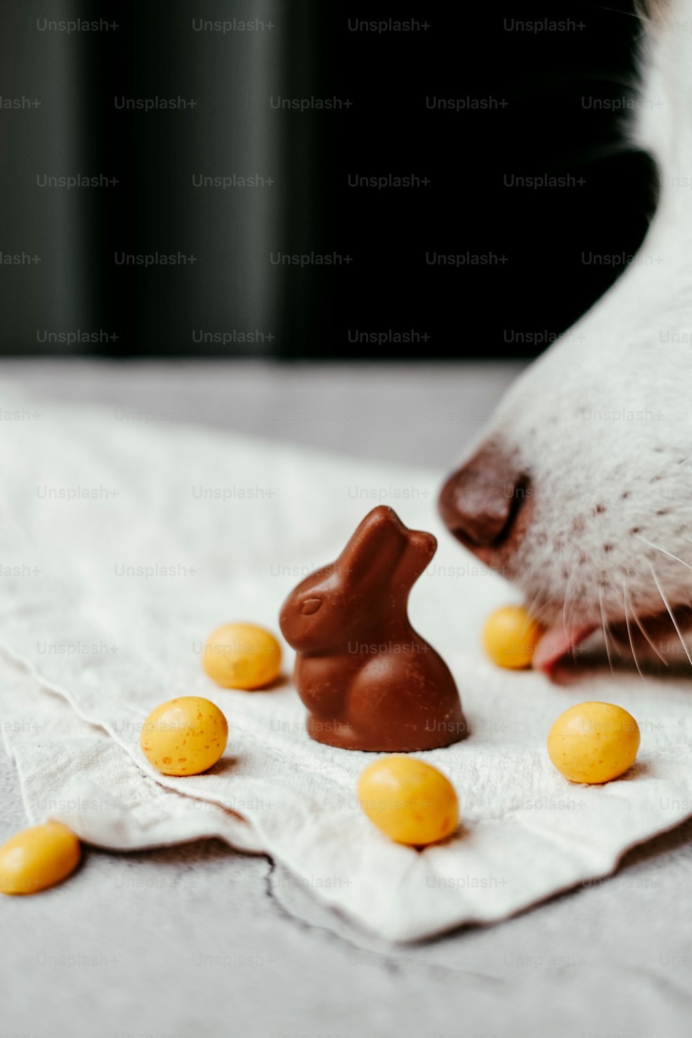 a dog sniffing a chocolate bunny on a napkin