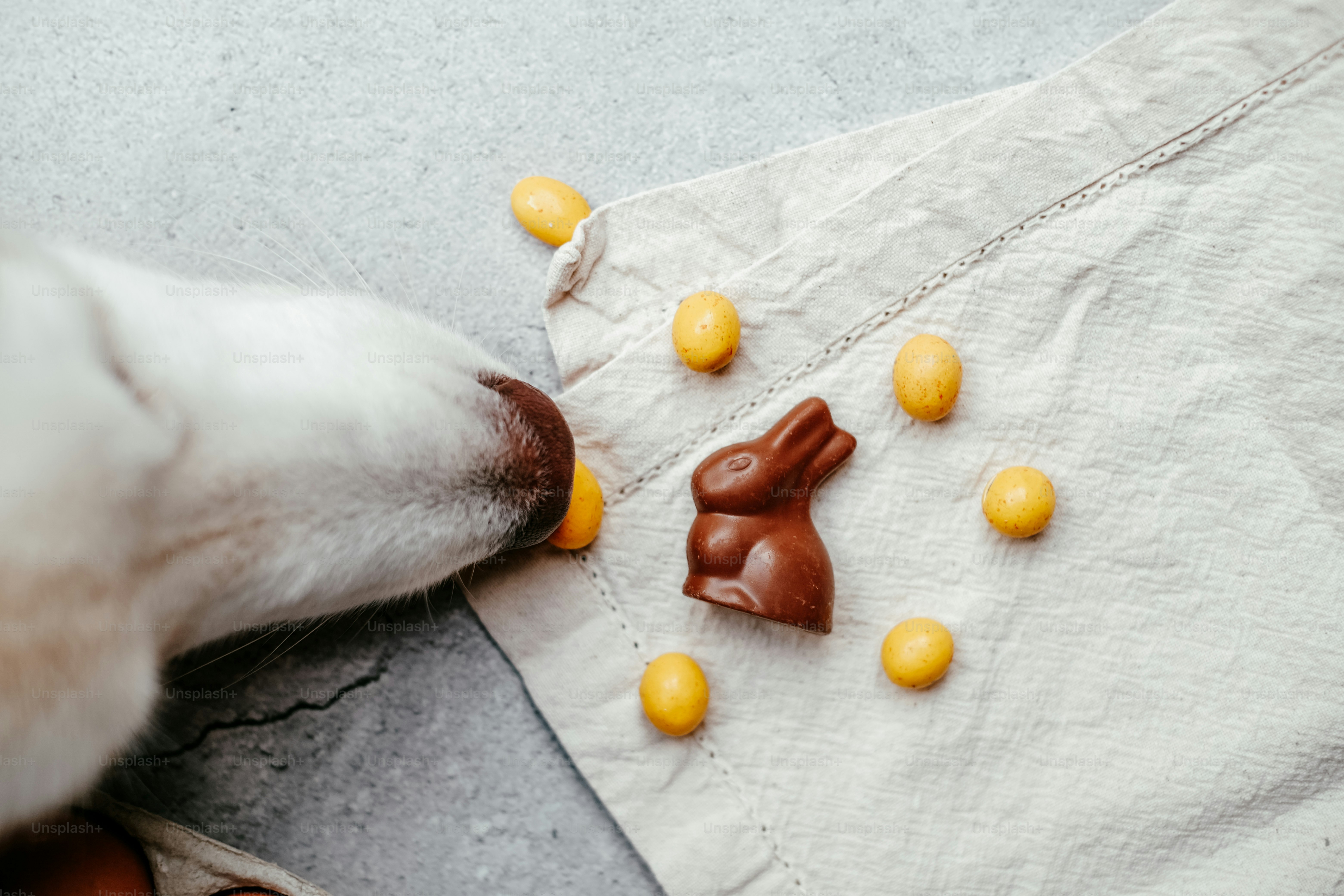 Un cane che annusa un coniglietto di cioccolato su un asciugamano