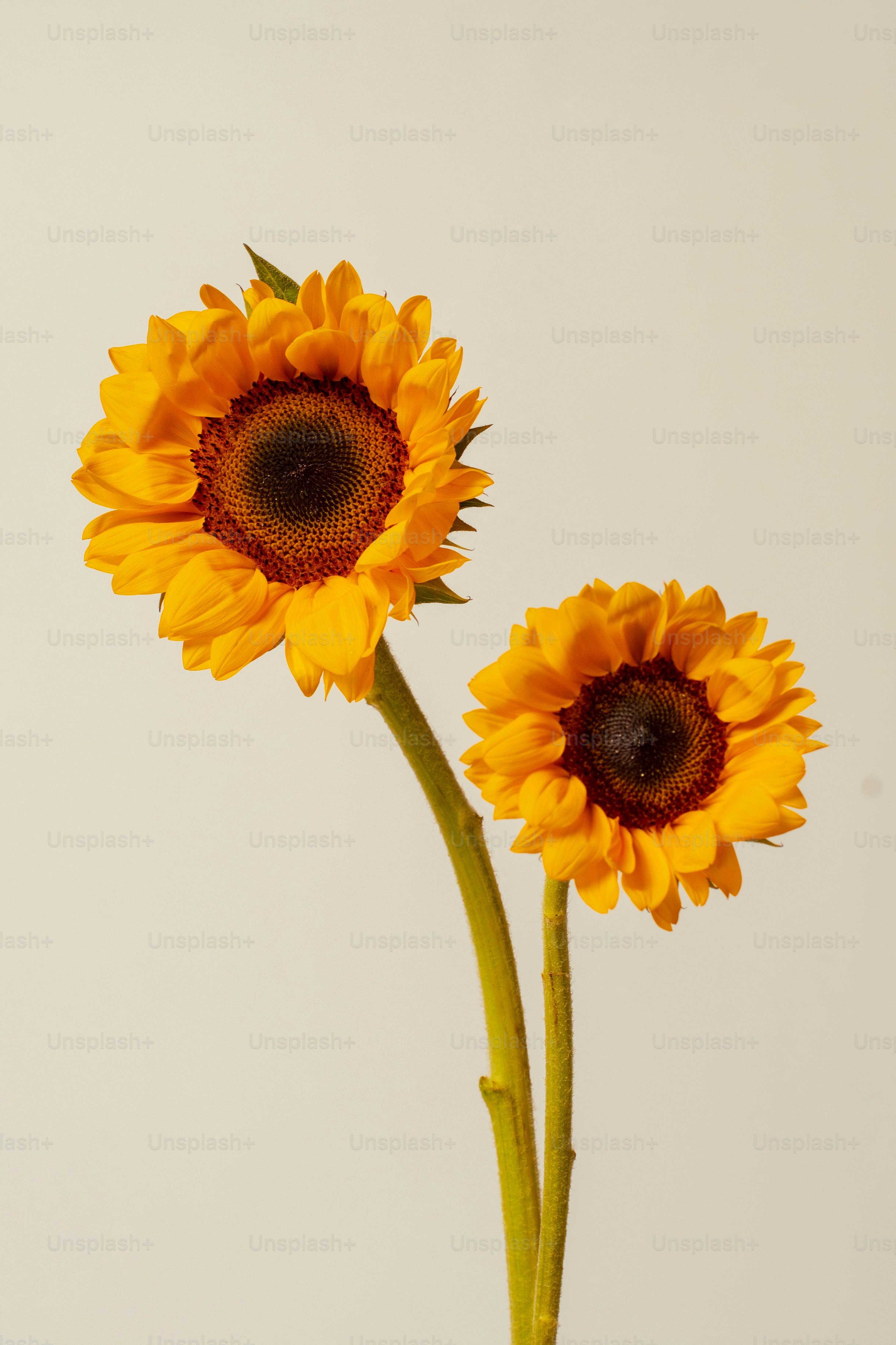 two yellow sunflowers in a vase on a table