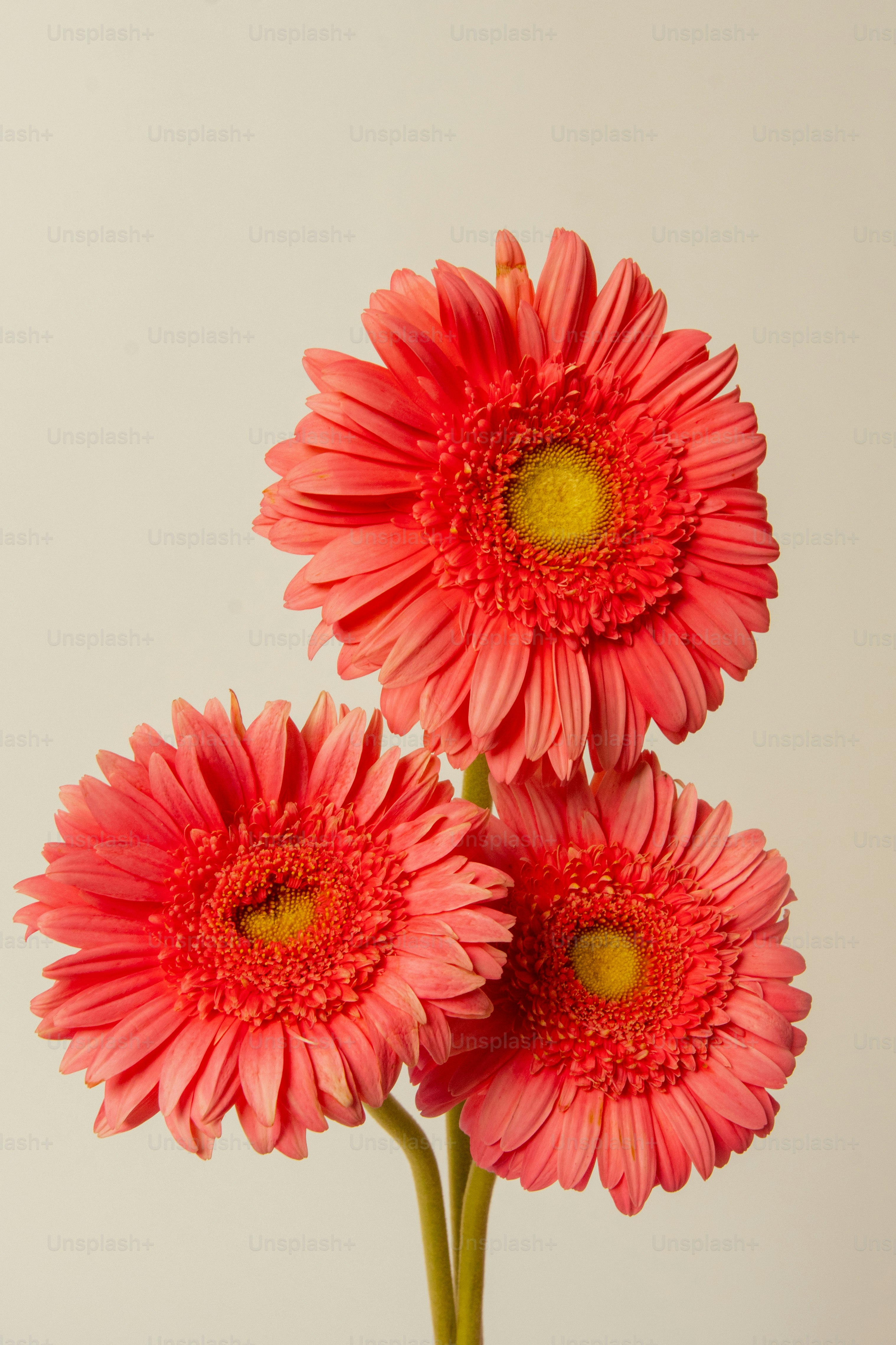 three pink flowers in a vase on a table