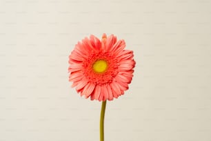 uma flor rosa com um centro amarelo em um vaso
